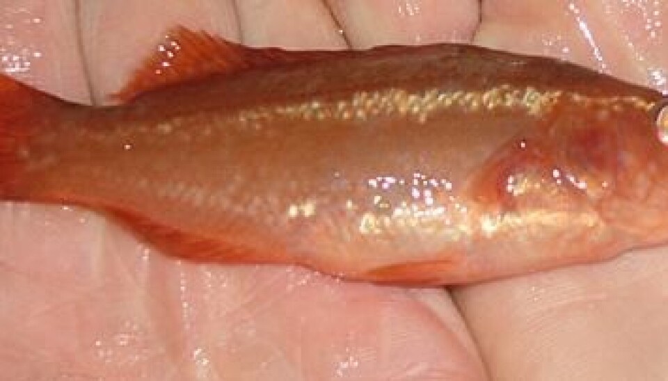 Researchers continue to seek better, less costly feed for rearing Ballan wrasse juveniles, whose preferred meal is high-priced shrimp. (Photo: Marine Harvest)