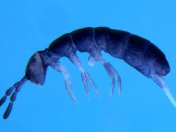 Pseudisotoma sensibilis (springtail) found in the glacier mice. (Photo: Steve Coulson/UNIS). Pseudisotoma sensibilis (springtail) found in the glacier mice. (Photo: Steve Coulson/UNIS).
