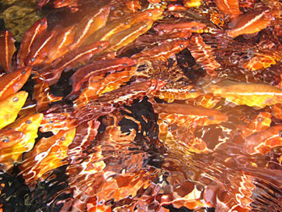 Ballan wrasse juveniles, 20 gram. (Photo: Marine Harvest)