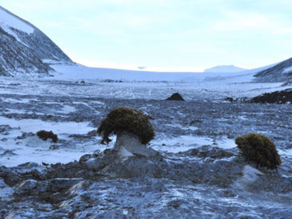 Few and far in-between? Glacier mice on the Rieperbreen in Bolterdalen, close to Longyearbyen. (Photo: Hanne Eik Pilskog).