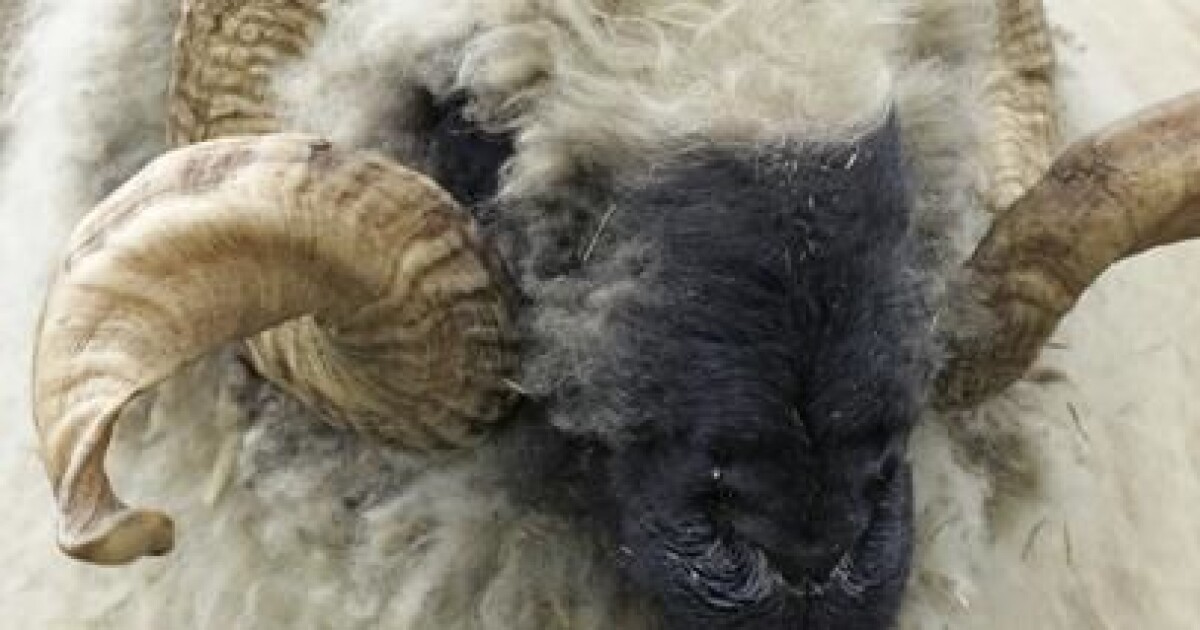 Natural mating is out and insemination is in