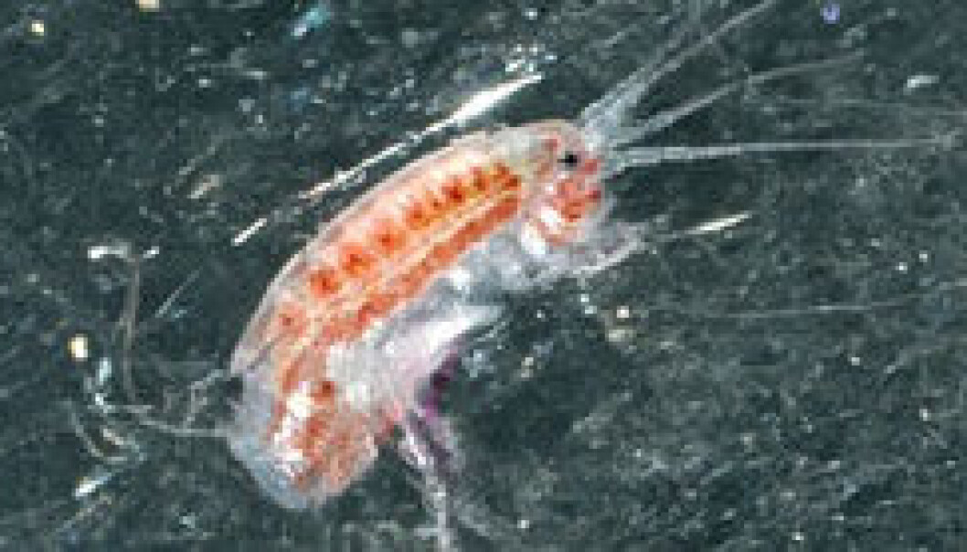 In-situ Apherusa glacialis from sea ice. (Photo: Geir Johnsen.) In-situ Apherusa glacialis from sea ice. (Photo: Geir Johnsen.)