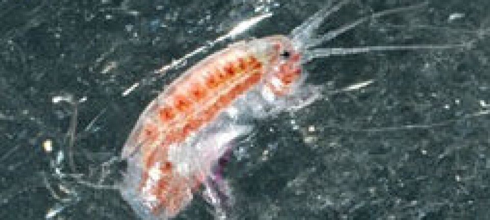 Arctic species will survive less ice