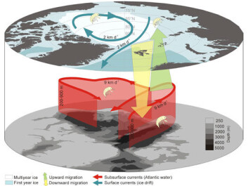 The Nemo hypothesis and conceptual model illustrating the intimate connection between ice-associated fauna and the deep Arctic Ocean currents. By performing deep migrations, organisms not only avoid export out of the Arctic Ocean, they are actively being transported back into areas more likely to freeze early in the winter, and to areas where the expected life-time of the ice is longer. This conceptual model also explain the otherwise unresolved paradox of how the obligate ice-associated fauna were able to survive warmer periods during the Quaternary Period without summer ice in the Arctic. The warm Atlantic current typically flow between 200-900m depth within the Arctic Ocean, pictured only at 250m on the figure. (Model: UNIS) The Nemo hypothesis and conceptual model illustrating the intimate connection between ice-associated fauna and the deep Arctic Ocean currents. By performing deep migrations, organisms not only avoid export out of the Arctic Ocean, they are actively being transported back into areas more likely to freeze early in the winter, and to areas where the expected life-time of the ice is longer. This conceptual model also explain the otherwise unresolved paradox of how the obligate ice-associated fauna were able to survive warmer periods during the Quaternary Period without summer ice in the Arctic. The warm Atlantic current typically flow between 200-900m depth within the Arctic Ocean, pictured only at 250m on the figure. (Model: UNIS)