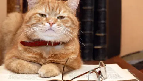 How smart are animals?
