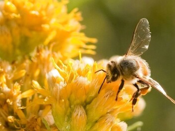 You could fill hundreds of hives with what we don’t know about insect intelligence. (Photo: Christofer Bang) You could fill hundreds of hives with what we don’t know about insect intelligence. (Photo: Christofer Bang)