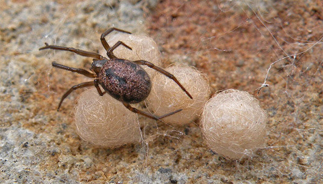 A female specimen of the spider species Enoplognatha serratosignata, which was found under a rock. A female can produce 6-7 eggballs, each containing 30-50 eggs. She watches the balls until the kids are hatched, and should not be disturbed. Even large beetles and ants have succumbed to her sharp jaws and effective poison. She belongs to the same family as The Black Widow. (Photo: Arne Fjellberg) A female specimen of the spider species Enoplognatha serratosignata, which was found under a rock. A female can produce 6-7 eggballs, each containing 30-50 eggs. She watches the balls until the kids are hatched, and should not be disturbed. Even large beetles and ants have succumbed to her sharp jaws and effective poison. She belongs to the same family as The Black Widow. (Photo: Arne Fjellberg)