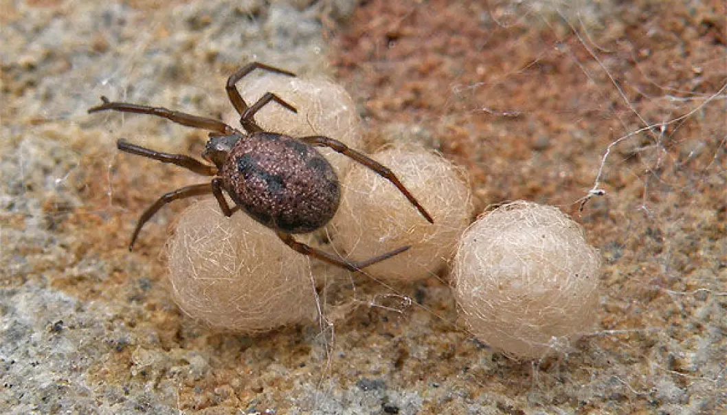 A female specimen of the spider species Enoplognatha serratosignata, which was found under a rock. A female can produce 6-7 eggballs, each containing 30-50 eggs. She watches the balls until the kids are hatched, and should not be disturbed. Even large beetles and ants have succumbed to her sharp jaws and effective poison. She belongs to the same family as The Black Widow. (Photo: Arne Fjellberg)