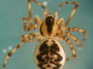 This spider, Thymoites bellissimus, is 3-4 mm long and lives on damp moss in places where the sun doesn't shine. Prior to this discovery the closest known habitat was in Sweden, 350 km to the northeast. (Photo: Arne Fjellberg) This spider, Thymoites bellissimus, is 3-4 mm long and lives on damp moss in places where the sun doesn't shine. Prior to this discovery the closest known habitat was in Sweden, 350 km to the northeast. (Photo: Arne Fjellberg)