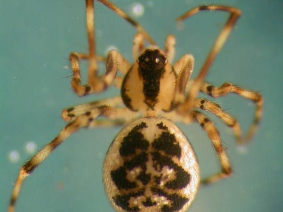 This spider, Thymoites bellissimus, is 3-4 mm long and lives on damp moss in places where the sun doesn't shine. Prior to this discovery the closest known habitat was in Sweden, 350 km to the northeast. (Photo: Arne Fjellberg)