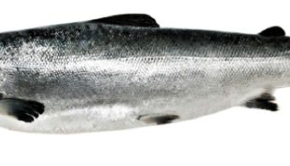 The salmon with ISA get anemic. Their blood flow is altered, and the cell membrane of the red blood cells is damaged. (Photo: Colourbox)