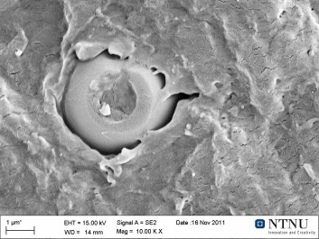 The coating of the capsule is broken down in a controlled manner, releasing the contents. (Photo: NTNU) The coating of the capsule is broken down in a controlled manner, releasing the contents. (Photo: NTNU)