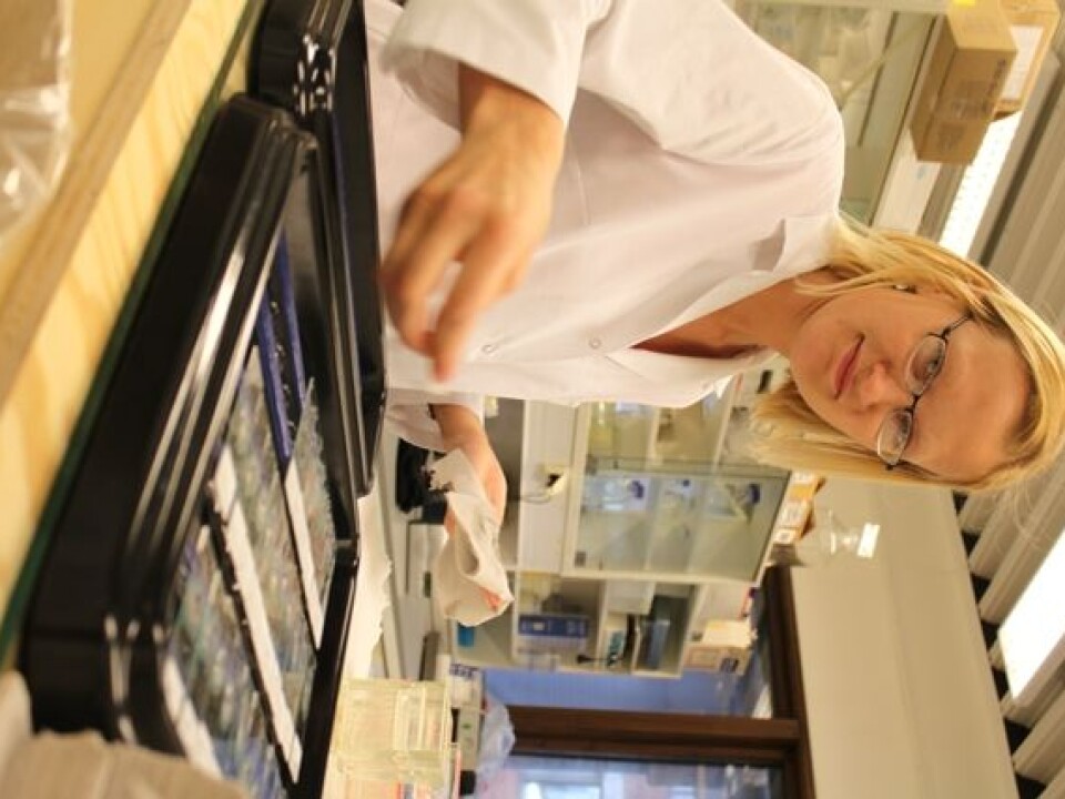 Maria Aamelfot is staining tissue sections to detect the virus receptor. (Photo: Mari M. Press)