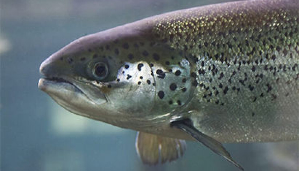 The salmon can produce healthy omega-3 fat on its own. (Photo: Frank Gregersen)