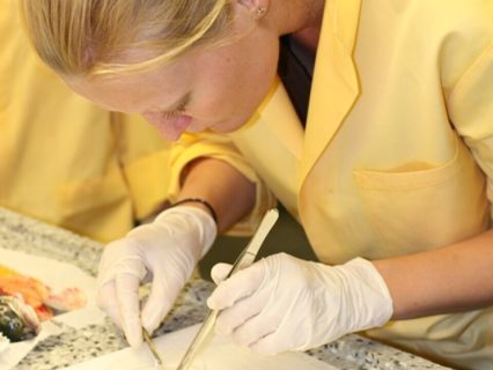 A PhD-student is performing autopsy on ISA-diseased fish. (Photo: Anne Kristin Jøranlid)