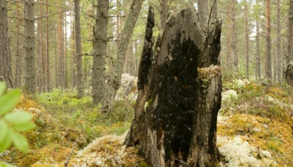 An old burnt tree stump in Rendalen, Hedmark County, hosting burnt stump lichen species. (Photo: Einar Timdal)