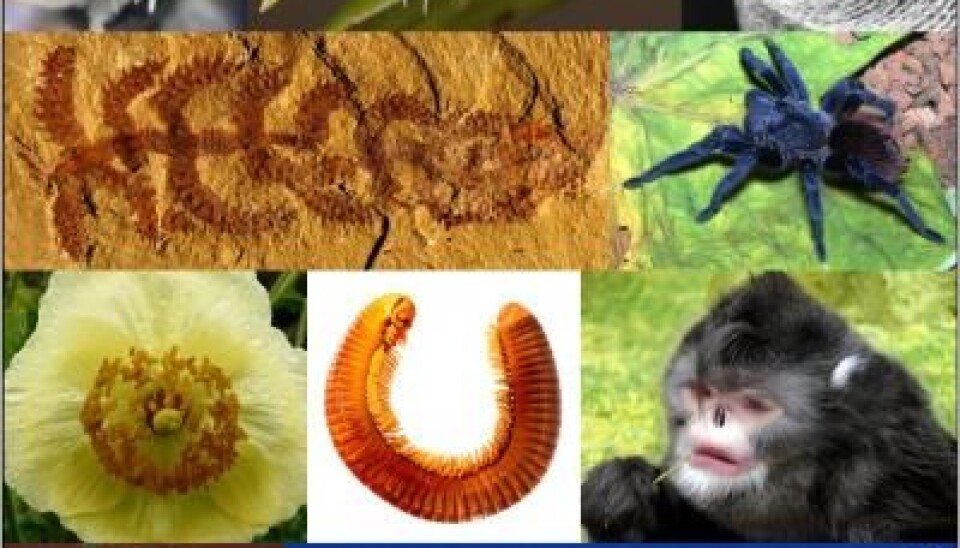 (Illustration: Sara Pennak/International Institute for Species Exploration/Arizona State University)