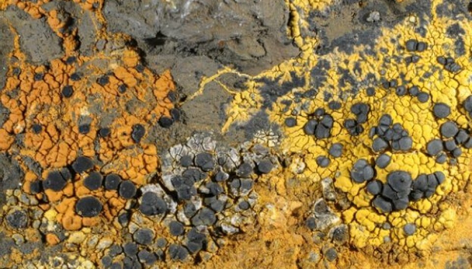 Three disk lichens side by side. From left: Rust coloured and dependent on iron-rich (ferrous) rock, Lecidea silacea, the greyish brown Lecidea praenubila, a widespread species in the mountains, and the ubiquitous and normally grey Lecidea lapicida which takes on a rusty hue when it grows on ferrous minerals. (Photo: Einar Timdal, Natural History Museum, University of Oslo)