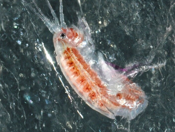 Scientists have previously thought that Apherusa glacialis lost a survivable environment when the sea ice melted. (Photo: Jørgen Berge/UiT) Scientists have previously thought that Apherusa glacialis lost a survivable environment when the sea ice melted. (Photo: Jørgen Berge/UiT)