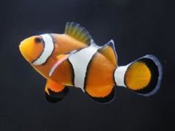 The clownfish Nemo catches a ride with the currents in the Pixar movie Finding Nemo. Pictured here is a real clownfish (Ocellaris Clownfish). The clownfish Nemo catches a ride with the currents in the Pixar movie Finding Nemo. Pictured here is a real clownfish (Ocellaris Clownfish).