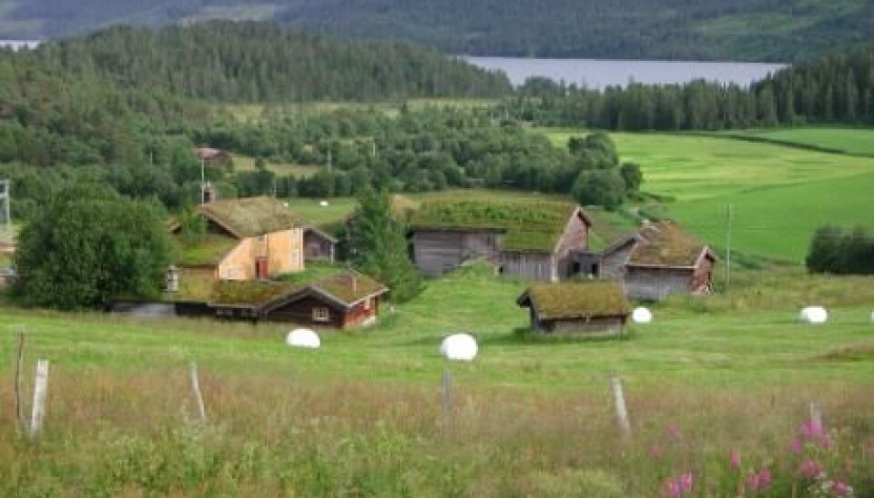 Nitrogen leaching and runoff in agriculture is potentially harmful to the environment. (Photo: Bioforsk)