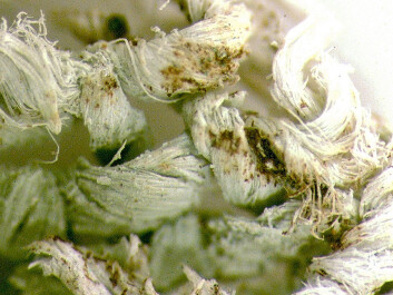 Detail of nettle fibres (Photo: Karin Margarita Frei) Detail of nettle fibres (Photo: Karin Margarita Frei)