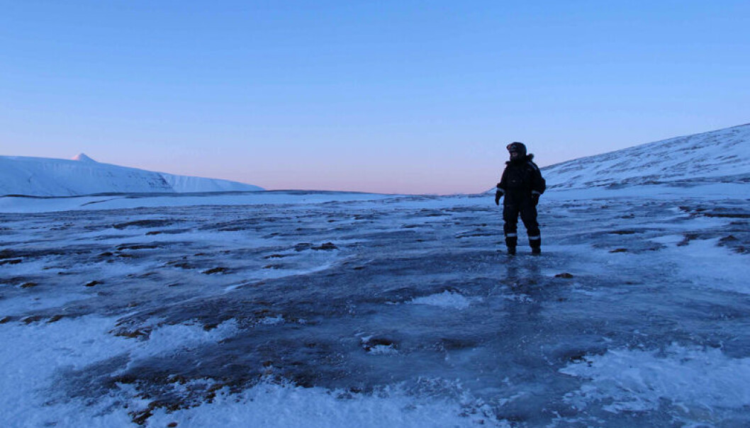 Veggie popsicle: A glazed landscape on Svalbard in winter. Vegetation becomes hard to reach when it is covered in ice. (Photo: Vebjørn Veiberg) Veggie popsicle: A glazed landscape on Svalbard in winter. Vegetation becomes hard to reach when it is covered in ice. (Photo: Vebjørn Veiberg)
