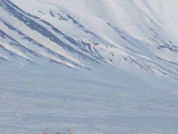 The Svalbard reindeer will find browsing much more difficult and reproduction will drop the following summer if it rains in winter. (Photo: Erik Ropstad) The Svalbard reindeer will find browsing much more difficult and reproduction will drop the following summer if it rains in winter. (Photo: Erik Ropstad)