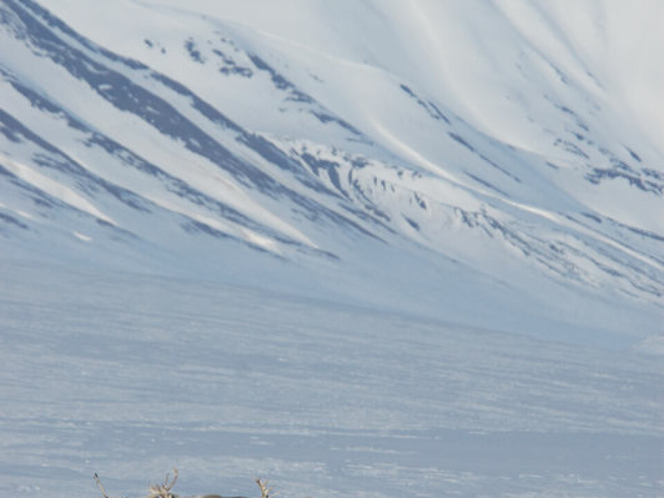 The Svalbard reindeer will find browsing much more difficult and reproduction will drop the following summer if it rains in winter. (Photo: Erik Ropstad)