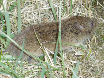 The sibling vole is the only rodent on Svalbard and probably arrived in the archipelago as a stowaway from Russia during the Soviet era. (Photo: Stephen Parfitt) The sibling vole is the only rodent on Svalbard and probably arrived in the archipelago as a stowaway from Russia during the Soviet era. (Photo: Stephen Parfitt)