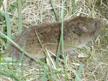 The sibling vole is the only rodent on Svalbard and probably arrived in the archipelago as a stowaway from Russia during the Soviet era. (Photo: Stephen Parfitt)
