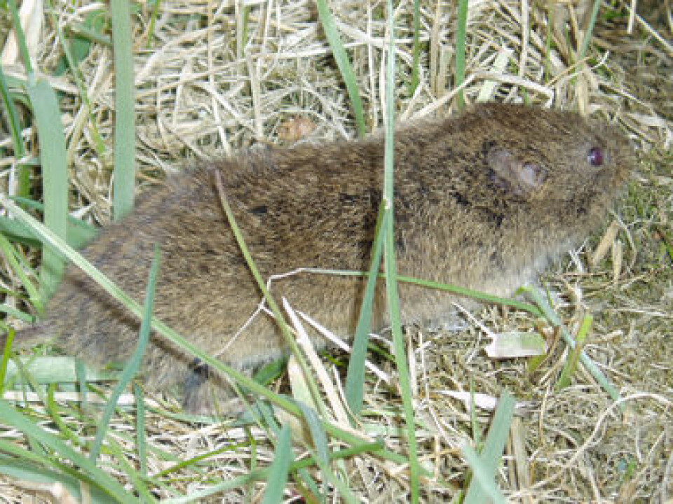 The sibling vole is the only rodent on Svalbard and probably arrived in the archipelago as a stowaway from Russia during the Soviet era. (Photo: Stephen Parfitt)