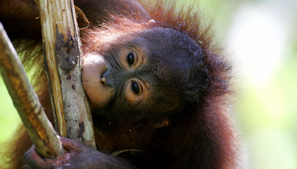 Apes lack the ability to make music and use mathematics. (Photo: Colourbox)