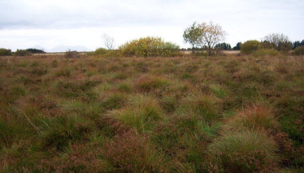This bog was last cultivated 30 years ago and is now almost restored to natural wetlands. Researchers suggest giving nature a boost to curb climate emissions. (Photo: Arne Grønlund) This bog was last cultivated 30 years ago and is now almost restored to natural wetlands. Researchers suggest giving nature a boost to curb climate emissions. (Photo: Arne Grønlund)