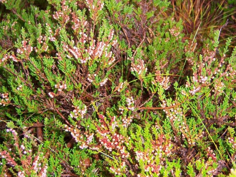 Common heather is wiped out when a bog is cultivated but it slowly makes a comeback as the years pass. Researchers think a bog restoration will help this and other species to come back sooner. (Photo: Arne Grønlund)