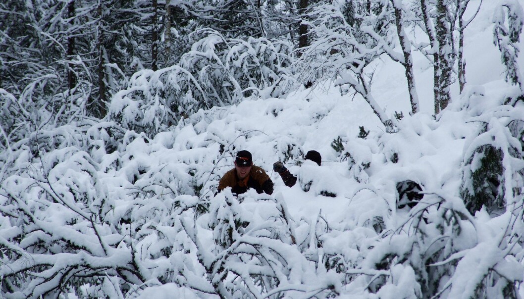 Cutting timber in Norwegian forests is heavy work. (Photo: Nils Olaf Kyllo) Cutting timber in Norwegian forests is heavy work. (Photo: Nils Olaf Kyllo)