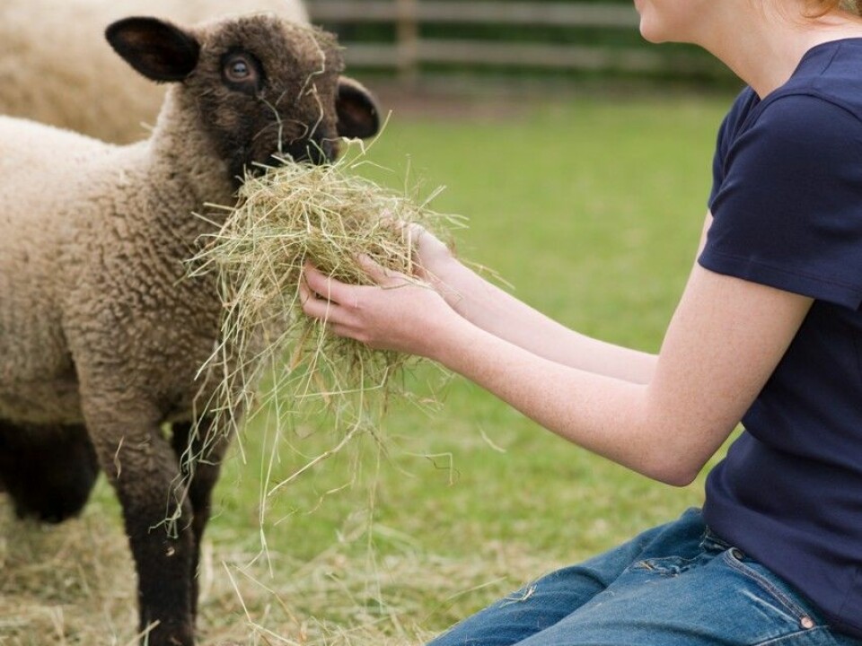 This is our preferred image of animal husbandry: a happy farmer feeding a cute lamb. (Photo: Colourbox)