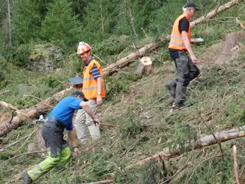 This is research with human guinea pigs. A logger (in blue T-shirt) tries out the equipment while two researchers monitor pulse rates and work efficiency. (Photo: Morten Nitteberg)