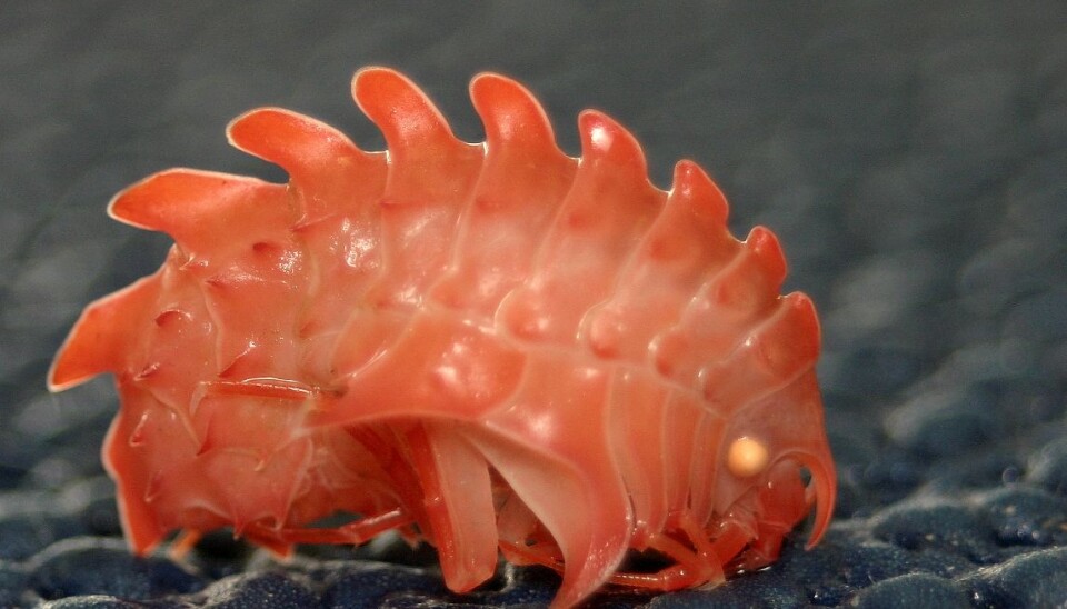 Epimeria loricata survives in the coldest waters. (Photo Marbank/ R.A.Johansen)