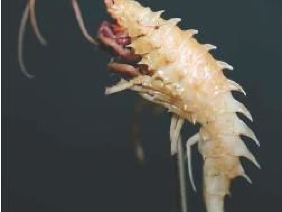 Another polar hero: Deep water amphipoda Amathillopsis Spinigera (Photo: MarBank/R.A.Johansen)