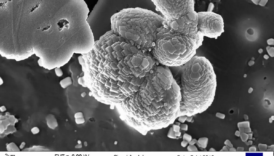 The tiny particles of calcium carbonate (CaCO3) resemble “petrified” bacteria. “These particles are completely flat on one side, which indicates they were formed on or in connection with a surface, for instance the interface between water and air or an organic film,” says Professor Gunnar Bratbak. (Photo: Heldal, et.al., PLOS ONE)