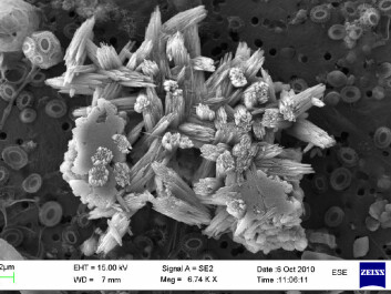 This sample shows particles that resemble growing crystals. Their origin is attributed to bacteria. (Photo: Heldal, et.al., PLOS ONE) This sample shows particles that resemble growing crystals. Their origin is attributed to bacteria. (Photo: Heldal, et.al., PLOS ONE)