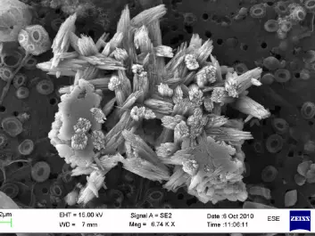 This sample shows particles that resemble growing crystals. Their origin is attributed to bacteria. (Photo: Heldal, et.al., PLOS ONE)