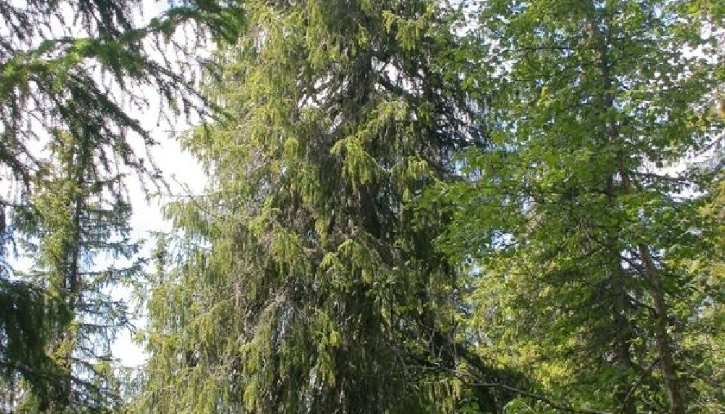 It looks ordinary but this tree is the oldest of its kind in Northern Europe. It’s been right here for over 500 years. (Photo: Jørund Rolstad) It looks ordinary but this tree is the oldest of its kind in Northern Europe. It’s been right here for over 500 years. (Photo: Jørund Rolstad)