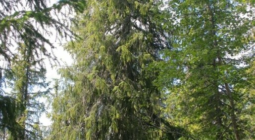 The oldest spruce in Northern Europe is 532 years old