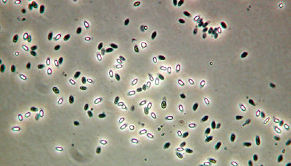Spores of Bacillus cereus. (Photo: Thomas Rosnes, Nofima)