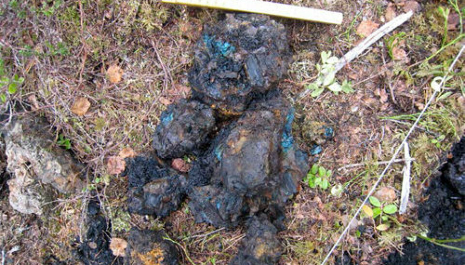Charcoal with the green residue of copper found next to the smelter. (Photo: Lars F. Stenvik)