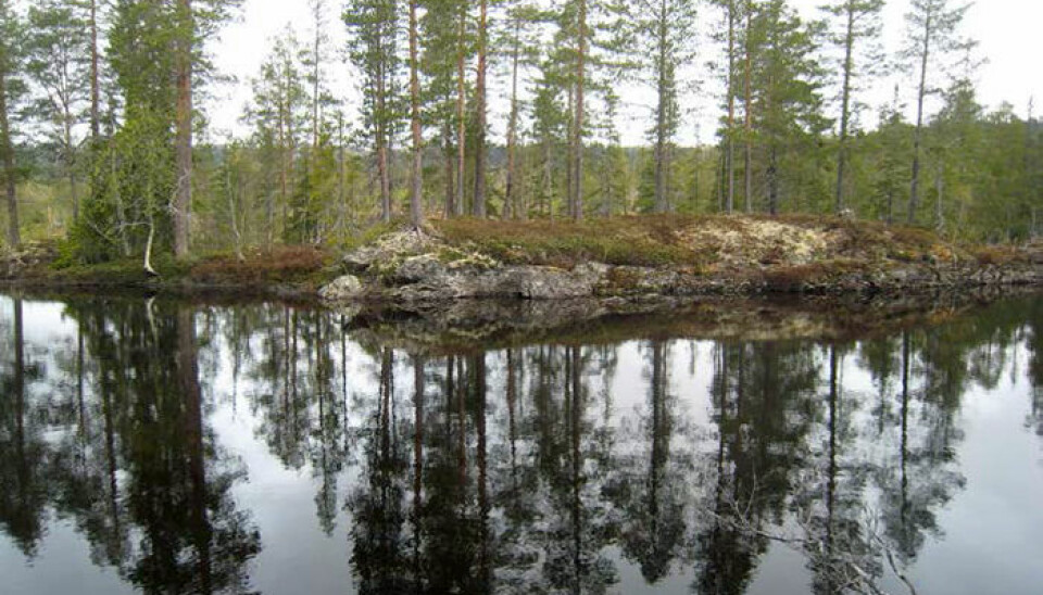 Copper has been smelted during the Middle Ages on this island in the Kopperåa River, Meråker Municipality, Nord-Trøndelag County. (Photo: Lars F. Stenvik)