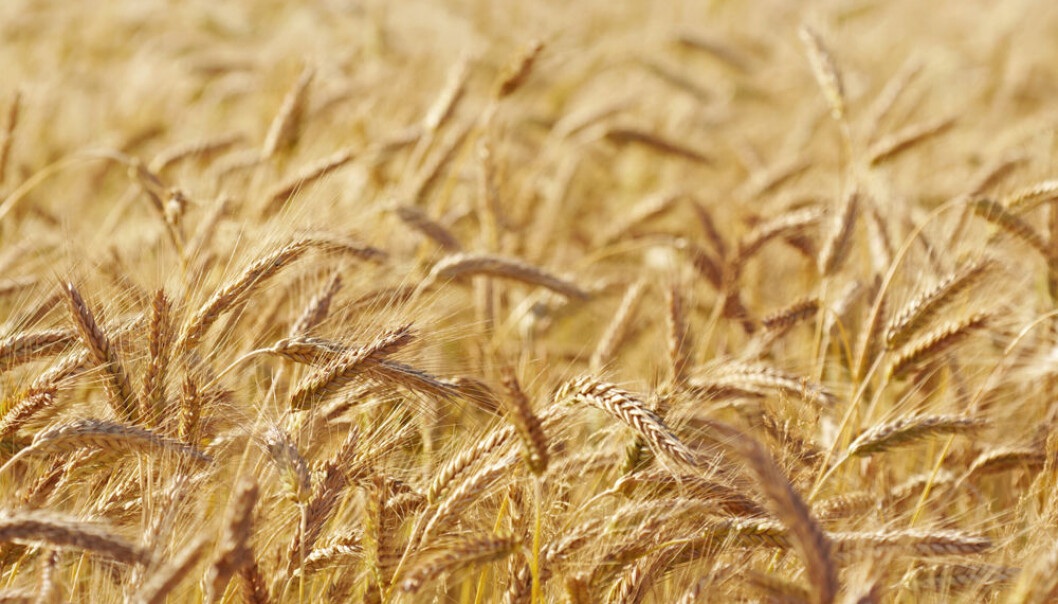 Oat (Photo: Colourbox) Oat (Photo: Colourbox)