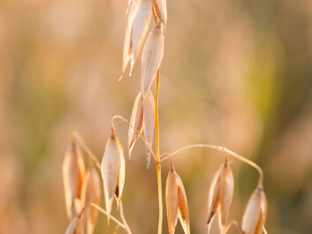Barley (Photo: Colourbox) Barley (Photo: Colourbox)